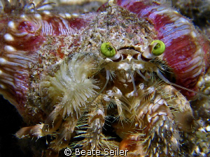 HermitCrab with sea anemones, taken with Canon S70 and UC... by Beate Seiler 